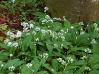 Blütenfeld vor Baumstamm